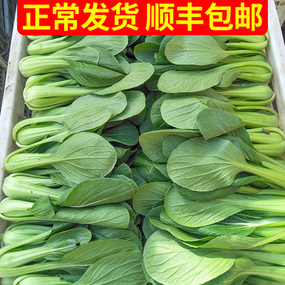 小油菜上海青菜蔬菜新鲜顺丰爱心吃货包邮助农家菜叶菜类3斤山东