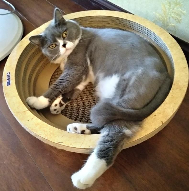瓦楞纸猫窝猫房子别墅 超大纸箱睡觉多功能四季小猫夏季猫抓板在类目 宠物/宠物食品及用品, 猫/狗玩具, 猫抓板中 - 来自Buy2taobao.com提供专业的淘宝代购服务