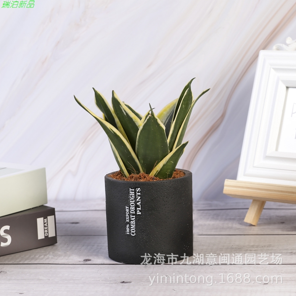 瑞泊新品荷花兰陶瓷盆虎皮兰盆栽客厅室内绿植美观趣味净化空气|ruв категории доставка цветов/цветок моделирования/растения садоводства, цветок/растения в горшках (новый), крупные растения/сочетание горшки готовой продукции - от Buy2taobao.com для оказания профессиональной услуги покупки агента Taobao