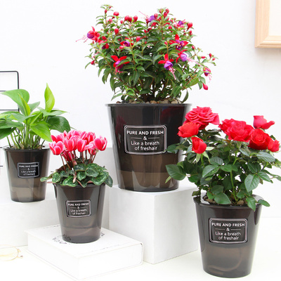 加厚半透明黑色可视自动吸水懒人花盆绿萝玫瑰花盆载室内装饰摆件