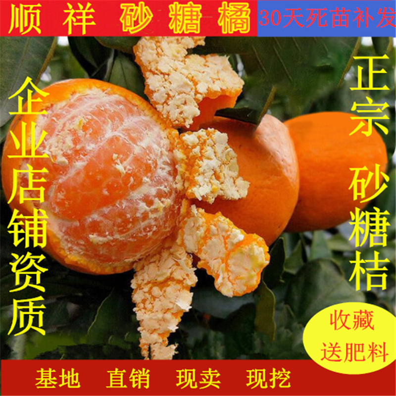 果树砂糖橘子苗桔子树苗金桔苗南方北方盆栽地栽庭院种植当年结果在类目 鲜花速递/花卉仿真/绿植园艺, 花园植物/行道树/果树, 果树中 - 来自Buy2taobao.com提供专业的淘宝代购服务