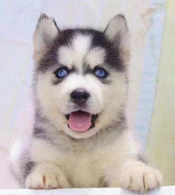 纯种哈士奇犬哈士奇幼犬蓝眼三火哈士奇狗狗西伯利亚哈士奇雪橇犬在类目 电子词典/电纸书/文化用品, 印刷制品, 快递专用包装袋中 - 来自Buy2taobao.com提供专业的淘宝代购服务