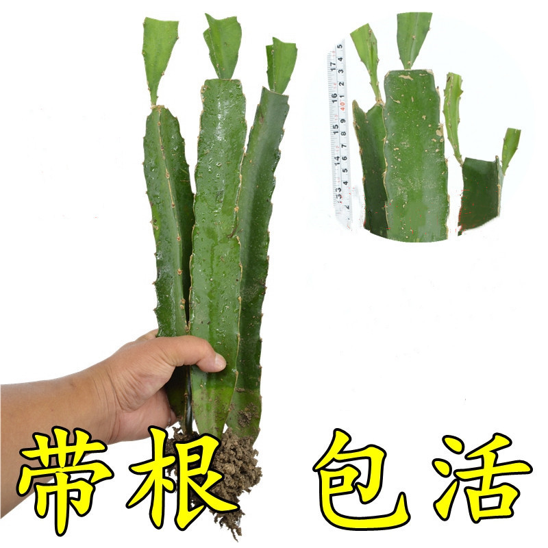 红心火龙果玫瑰麒麟果树火龙果苗盆栽地栽红皮肉四季白心火龙果苗在类目 鲜花速递/花卉仿真/绿植园艺, 花园植物/行道树/果树, 果树中 - 来自Buy2taobao.com提供专业的淘宝代购服务