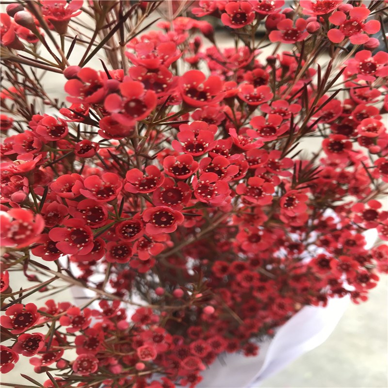 心宜家云南鲜花基地直发直批家用批发澳梅一扎3只左右空运包家居在类目 鲜花速递/花卉仿真/绿植园艺, 鲜花速递(同城)中 - 来自Buy2taobao.com提供专业的淘宝代购服务