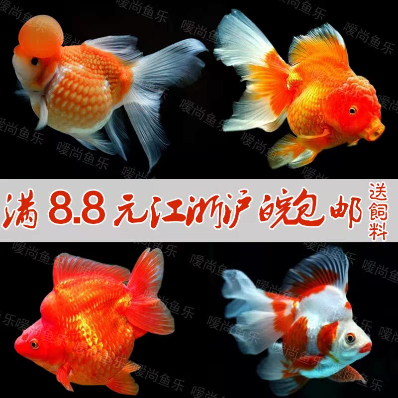 金鱼活体鱼苗鱼纯种日本锦鲤鱼苗孔雀秋翠白金乌金龙凤锦鲤活体在类目 宠物/宠物食品及用品, 水族世界, 鱼中 - 来自Buy2taobao.com提供专业的淘宝代购服务