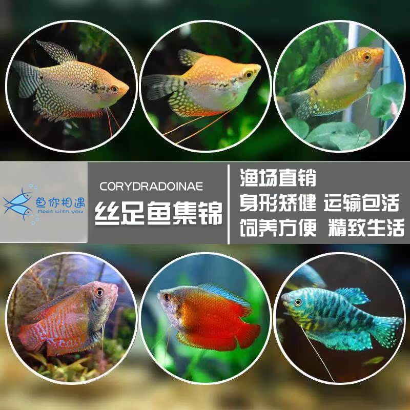 黄曼龙蓝曼龙鱼黄金马甲球珍珠马甲球五彩丽丽热带鱼观赏鱼活体鱼|msdalam kategori haiwan peliharaan/makanan haiwan dan bekalan, Aquarium World, ikan - dari Buy2taobao.com untuk memberikan perkhidmatan ejen Taobao profesional membeli