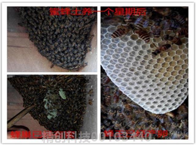 处女王台正宗蜂群优质蜜蜂中蜂笼蜂土蜂王出售产卵双色杂交种高产|ruв категории животное/Животное питание и принадлежностей, других домашних животных, других домашних животных - от Buy2taobao.com для оказания профессиональной услуги покупки агента Taobao