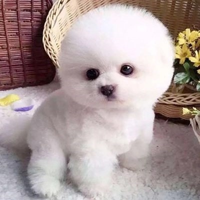 纯种比熊犬泰迪犬博美犬金毛犬柯基巴哥萨摩耶俊介犬幼犬活体狗狗在类目 电子词典/电纸书/文化用品, 印刷制品, 快递专用包装袋中 - 来自Buy2taobao.com提供专业的淘宝代购服务