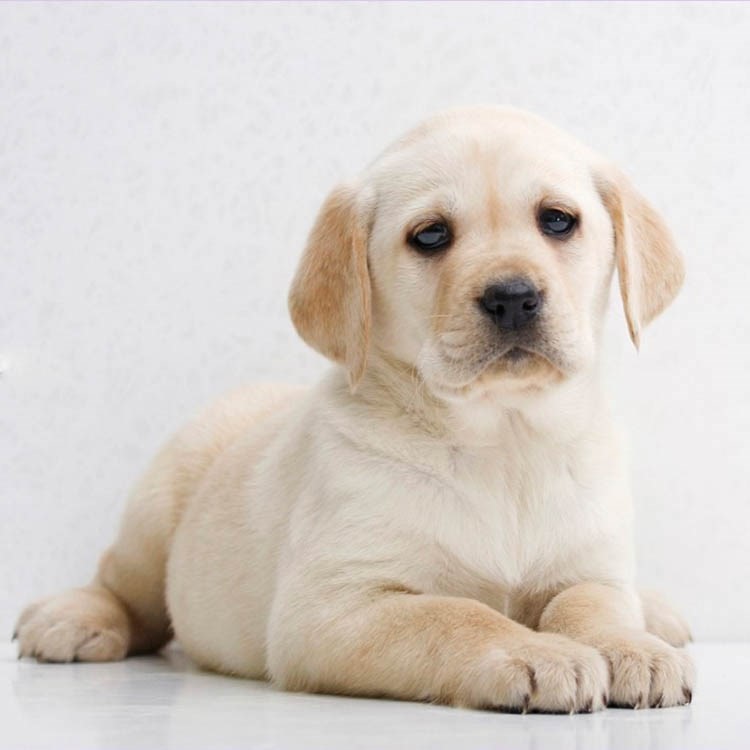 纯种拉布拉多狗狗活幼体宠物幼犬真狗活物大型活犬小狗动物活的|ruв категории электронный словарь/электрический бумажных книг/канцелярские принадлежности, полиграфической продукции, экспресс - специальный пакет, сумка - от Buy2taobao.com для оказания профессиональной услуги покупки агента Taobao