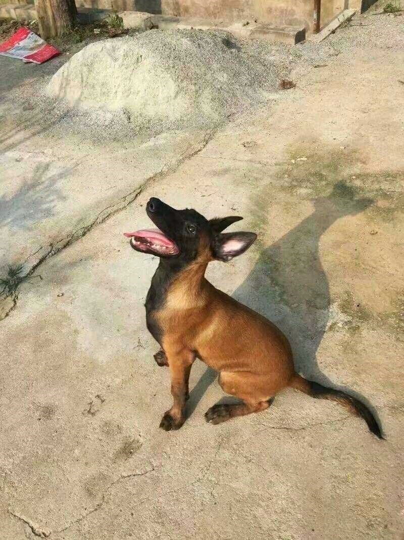 狗活幼体马犬幼犬马犬警犬纯种比利时马犬出售黑红家养马犬幼犬狼在类目 电子词典/电纸书/文化用品, 印刷制品, 快递专用包装袋中 - 来自Buy2taobao.com提供专业的淘宝代购服务