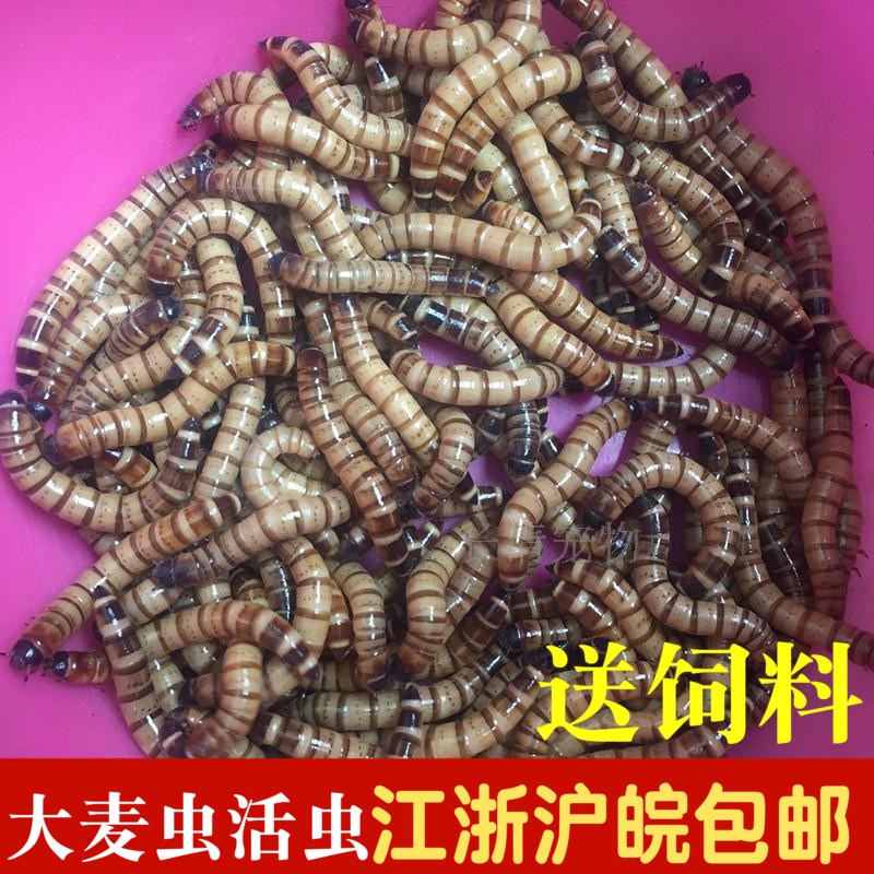 面包虫虫鲜活麦麸鱼食乌龟饲料饲养盒黄粉虫吃仓鼠活面包虫活虫|ruв категории животное/Животное питание и принадлежностей, рептилии/насекомых и принадлежностей, рептилии/насекомых питание - от Buy2taobao.com для оказания профессиональной услуги покупки агента Taobao
