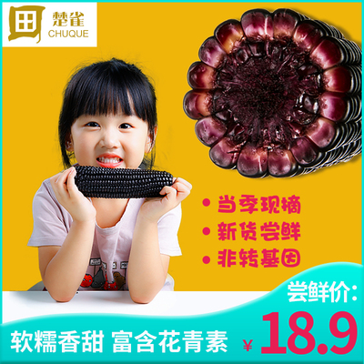 楚雀黑玉米棒子糯玉米 新鲜现摘紫玉米真空包装三根装