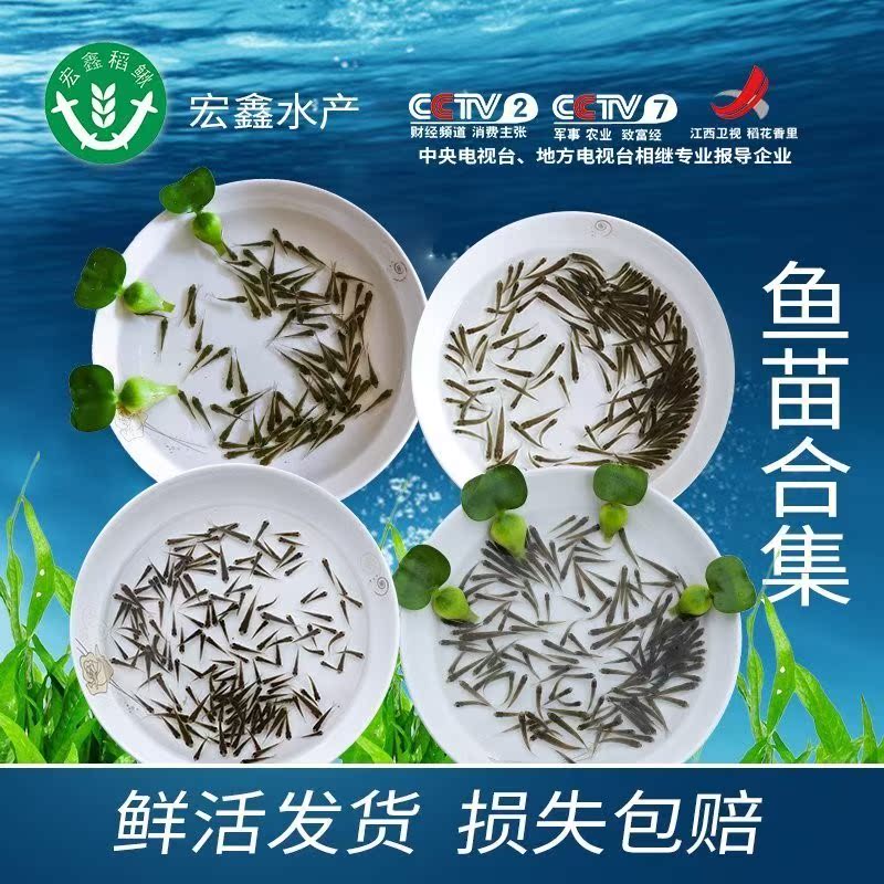 fish pond Specifications feed Multiple The turtle Aquatic products Turtle Food Seedling Arowana Turtle pure edible Crucian carp seedling Fryin the Pet/Pet food and supplies , Aqua World , Fish category - from Buy2taobao.com to provide professional Taobao agent buy service