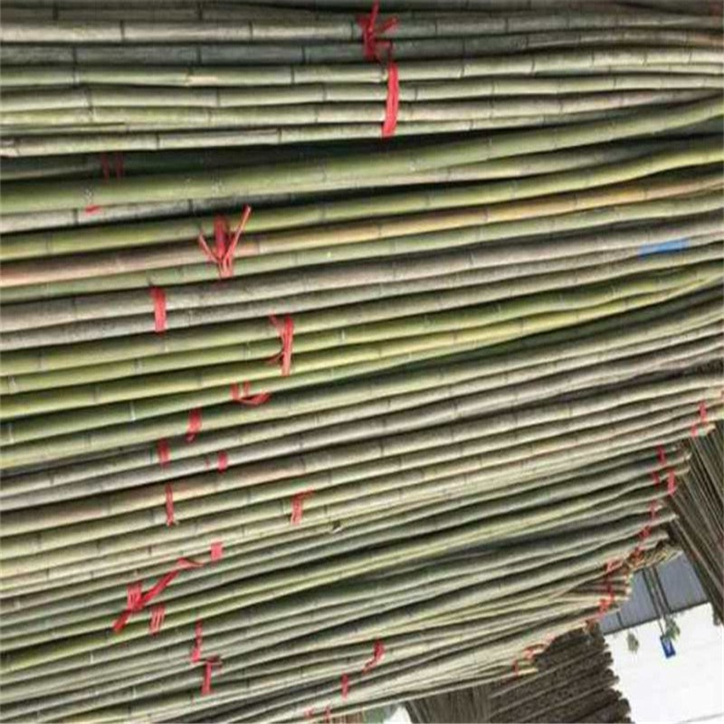 3米4米5米竹竿跳舞菜园搭架跳舞彩旗竹杆旗杆粗竹子长跳舞粗毛竹在类目 鲜花速递/花卉仿真/绿植园艺, 园艺用品, 大型篱笆/栅栏中 - 来自Buy2taobao.com提供专业的淘宝代购服务