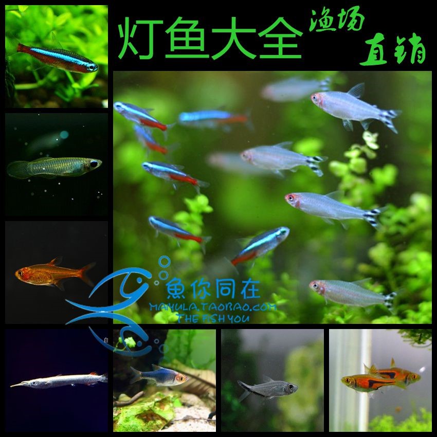 灯科鱼迷你红绿灯红鼻剪刀三角小型宝莲群游钻石观赏热带宠物活体|ruв категории животное/Животное питание и принадлежностей, аквариум мира, рыба - от Buy2taobao.com для оказания профессиональной услуги покупки агента Taobao