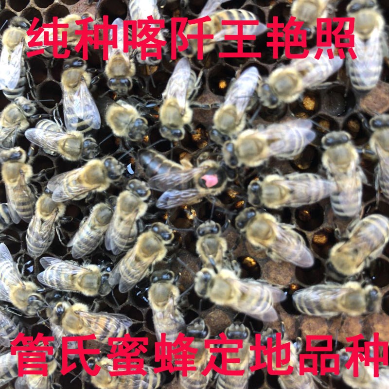 喀尔巴阡蜂王 双色王红环环王东北黑蜂交尾箱黑美意笼蜂处理中心在类目 宠物/宠物食品及用品, 其它宠物, 其它宠物中 - 来自Buy2taobao.com提供专业的淘宝代购服务