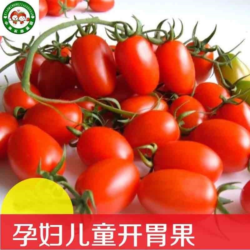 圣女果海南千禧圣女果阳台水果包邮千喜樱桃西红柿四季番茄新鲜在类目 水产肉类/新鲜蔬果/熟食, 新鲜水果, 其它中 - 来自Buy2taobao.com提供专业的淘宝代购服务