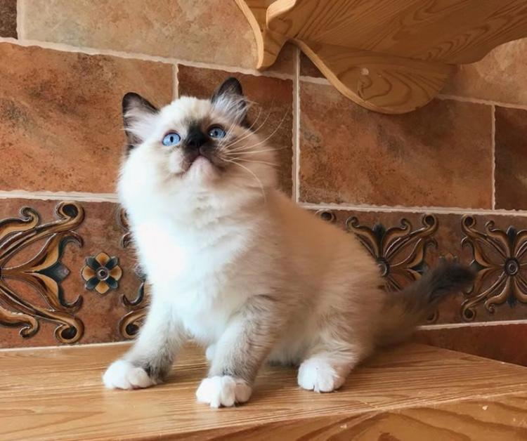 【布偶猫】双色仙女波斯猫 纯种布偶猫活体 宠物猫小奶猫 可上门|msdalam kategori haiwan peliharaan/makanan haiwan dan bekalan, Kitty - dari Buy2taobao.com untuk memberikan perkhidmatan ejen Taobao profesional membeli