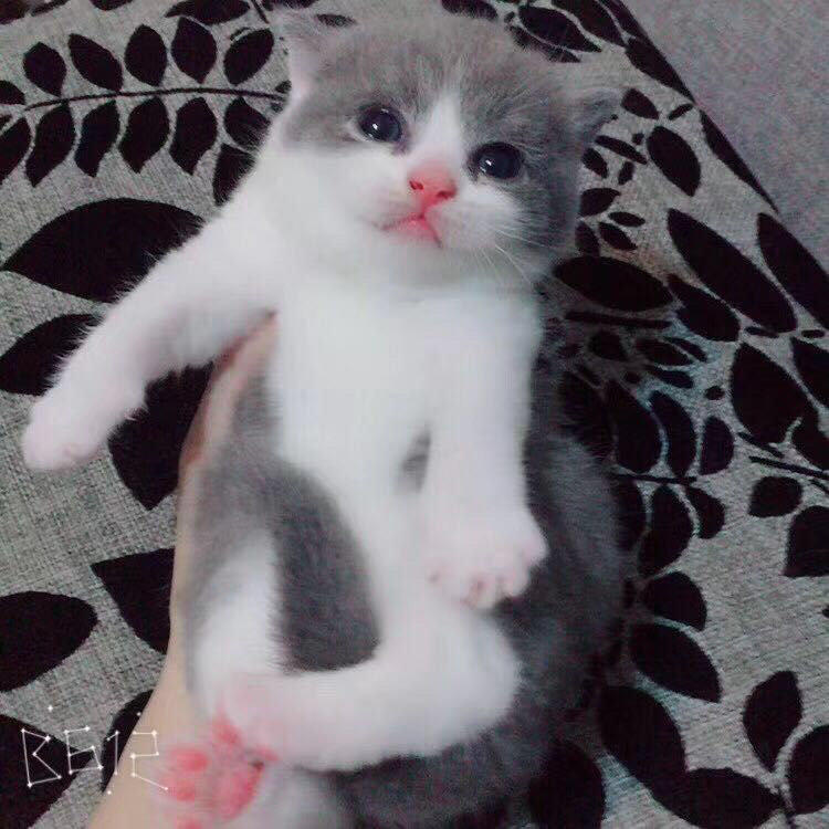 Blue Cat living thing Thoroughbred Kittens Baimaoying living thing Shorthair Pets Kitty living thingin the Pet/Pet food and supplies , Kitty category - from Buy2taobao.com to provide professional Taobao agent buy service