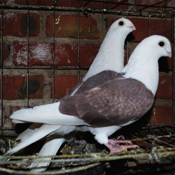 Square pigeon White King Pigeon Pigeon Youngsters Watch Yuanbaoge Kanu Landing King living thingin the Pet/Pet food and supplies , Birds and supplies , Bird category - from Buy2taobao.com to provide professional Taobao agent buy service