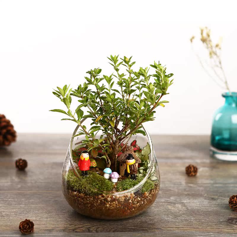 藓微景观植物生态瓶创意玻璃瓶迷你绿植DIY摆件盆栽盆景微观盆景|ruв категории доставка цветов/цветок моделирования/растения садоводства, творческие мини - растений - от Buy2taobao.com для оказания профессиональной услуги покупки агента Taobao