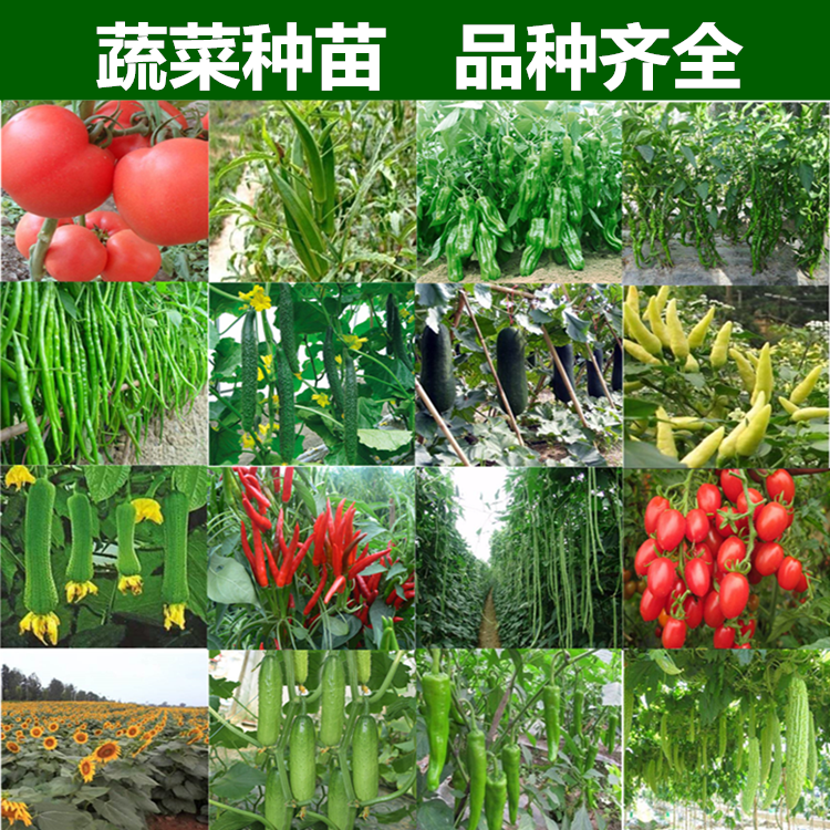 阳台盆栽蔬菜苗辣椒苗黄瓜苗圣女果茄子苗种苗幼苗小西红柿番茄苗在类目 农用物资, 种子/种苗, 蔬菜种子中 - 来自Buy2taobao.com提供专业的淘宝代购服务