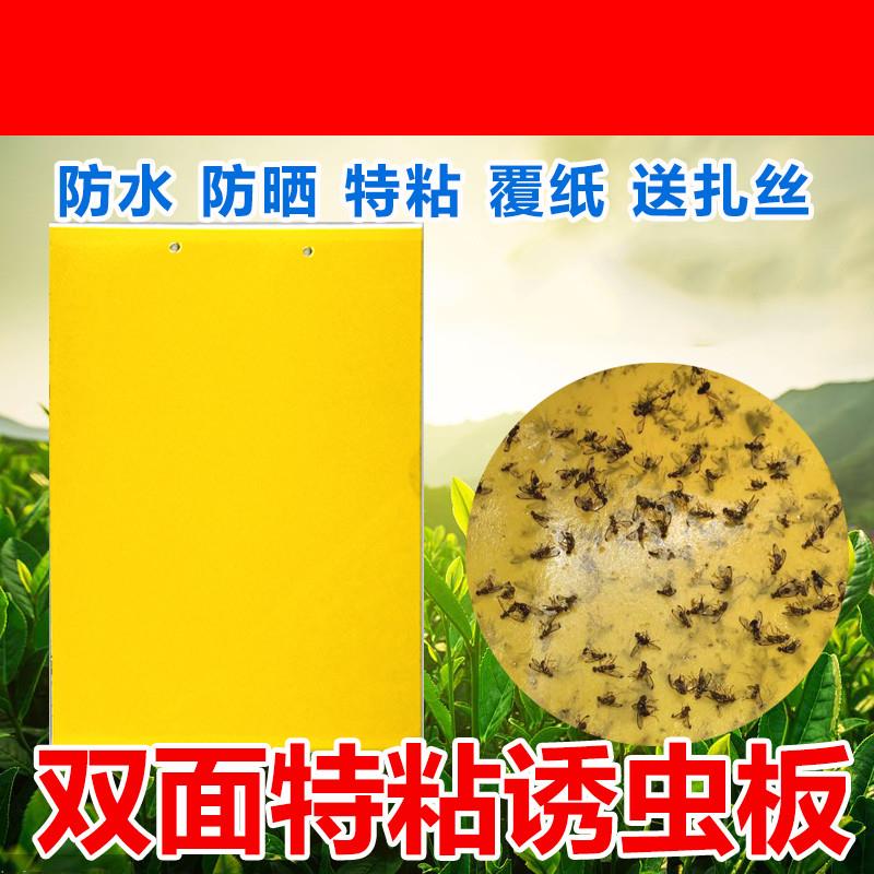 纸粘防虫蚊子覆纸专用粘蝇纸双面大棚家用悬挂菜园粘虫板花圃果蝇在类目 鲜花速递/花卉仿真/绿植园艺, 园艺用品, 其它园艺用品中 - 来自Buy2taobao.com提供专业的淘宝代购服务