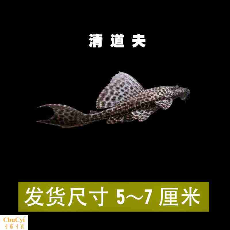 清缸吃便的鱼大帆鱼底栖除藻工具鱼鼠鱼清垃圾鱼异型鱼|msdalam kategori haiwan peliharaan/makanan haiwan dan bekalan, Aquarium World, ikan - dari Buy2taobao.com untuk memberikan perkhidmatan ejen Taobao profesional membeli