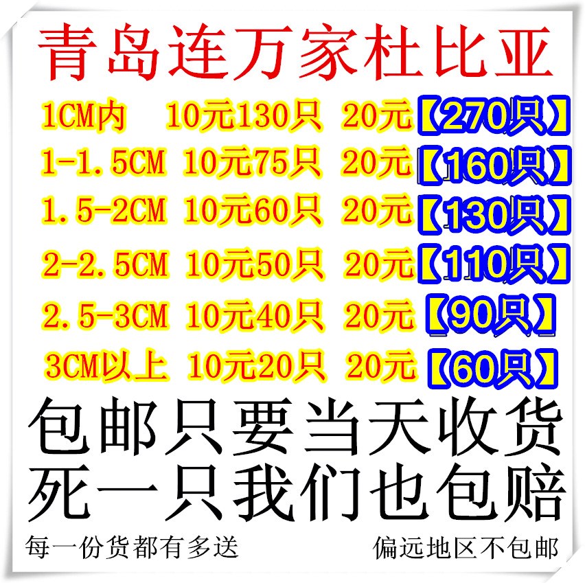 Shakespeare Cockroach living thing feed Larvae Adult 1-4CM Lizard Arowana centipede Chameleon Spider Reptilein the Pet/Pet food and supplies , Reptile/Insects and supplies Ming , Reptile/Ming insect food category - from Buy2taobao.com to provide professional Taobao agent buy service