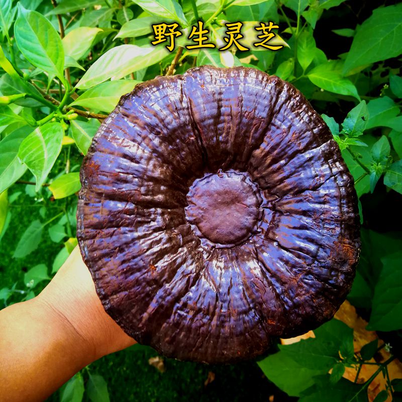 楚桂园灵芝野生林芝赤灵芝草灵芝片野生大灵芝整枝切片灵芝茶|msdalam kategori makanan berkhasiat tradisional, Lain tonik tradisional, Lain tonik tradisional - dari Buy2taobao.com untuk memberikan perkhidmatan ejen Taobao profesional membeli