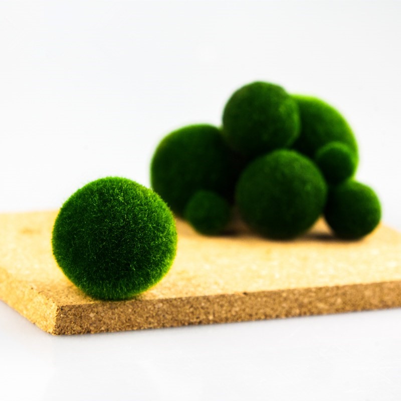 9.9 happiness Seaweed ball Scenery ecology Hydroponics Botany Cruentum originality Mini Botany Potted plantin the Flower delivery/Flowers simulation/Plants gardening , Creative mini-plant category - from Buy2taobao.com to provide professional Taobao agent buy service