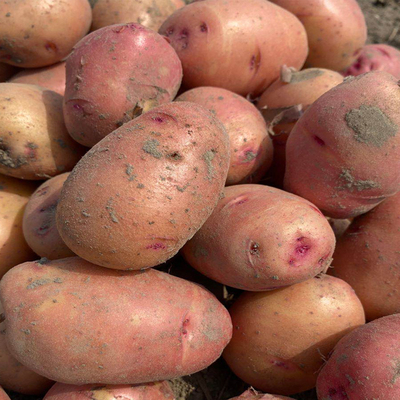 云南大土豆新鲜蔬菜2份10斤批发包邮马铃薯自种特产红皮洋芋黄心