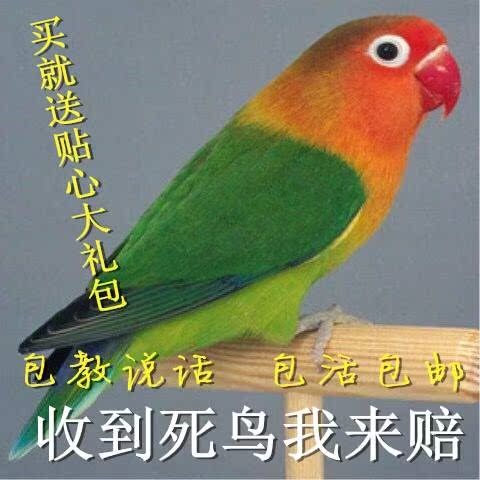 鹦鹉活体宠物鸟鸟活体说话鹦鹉虎皮鹦鹉牡丹学舌鸟手玩鸟观赏鸟在类目 宠物/宠物食品及用品, 鸟类及用品, 鸟中 - 来自Buy2taobao.com提供专业的淘宝代购服务