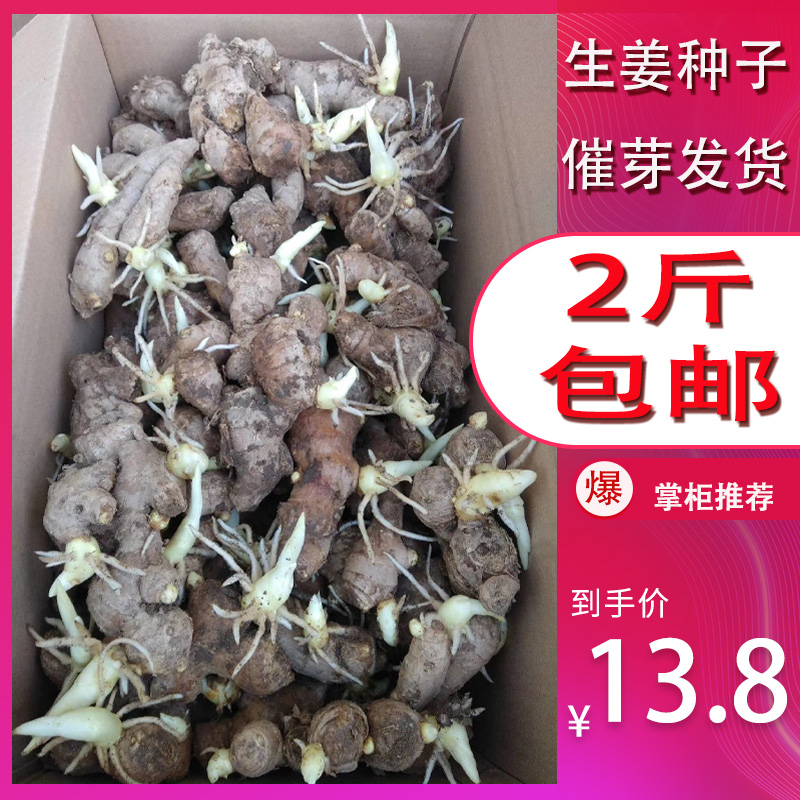 姜种已催芽山东大姜种2斤包邮生姜种子农家老姜黄姜籽姜苗种植苗|ruв категории водной мясо/свежие фрукты и овощи/еда, свежие овощи/овощной продукции, имбирь - от Buy2taobao.com для оказания профессиональной услуги покупки агента Taobao