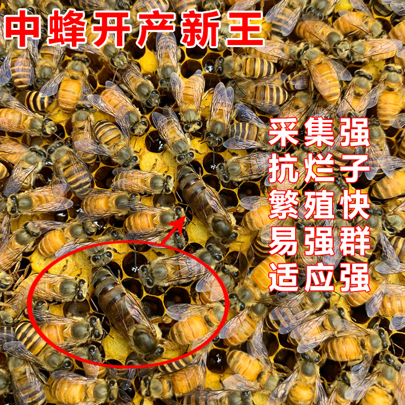 中蜂蜂王种王优质种良种高产蜜蜂蜂王活体产卵王双色杂交处女王|ruв категории животное/Животное питание и принадлежностей, других домашних животных, других домашних животных - от Buy2taobao.com для оказания профессиональной услуги покупки агента Taobao