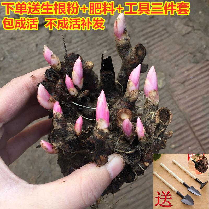 芍药种子 赤芍 白花芍药 青羊参 红药 白芍种子 庭院四季开花种籽|ruв категории доставка цветов/цветок моделирования/растения садоводства, цветок/овощи и фрукты/газон семян (новая), мяч - от Buy2taobao.com для оказания профессиональной услуги покупки агента Taobao
