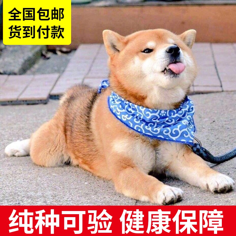 Shiba Inu Puppies Thoroughbred Short legs Corgi black Dogs Akitas living thing Petsin the Pet/Pet food and supplies , Dogs category - from Buy2taobao.com to provide professional Taobao agent buy service