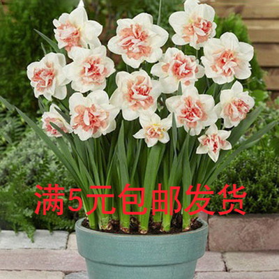 正宗漳州水仙花种球水养水培花卉植物球根室内冬季盆栽水仙花种子