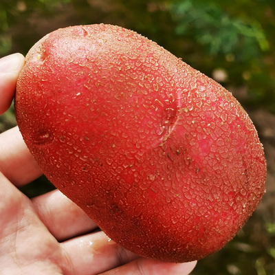 10斤红皮新土豆新鲜洋芋 甘肃农家旱梯田自种高山小马铃薯蔬菜