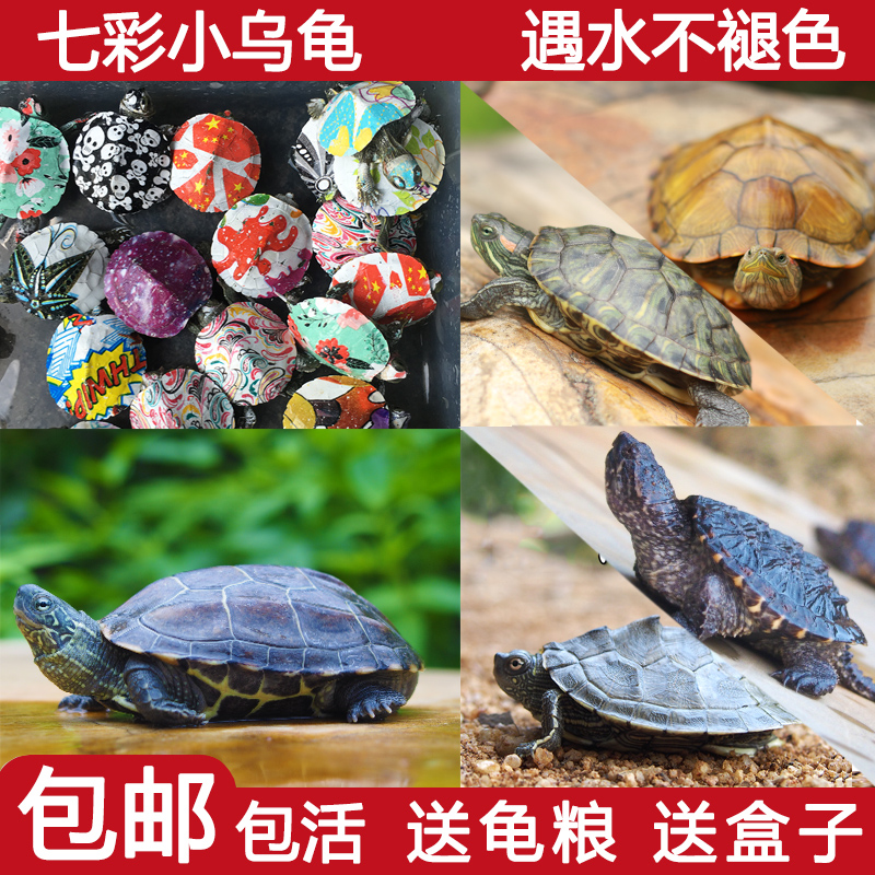 烏龜活物 網紅小活體寵物龜巴西炫彩色中華草龜苗地圖彩龜鳄龜活在類目 寵物/寵物食品及用品, 水族世界, 龜/鱉中 - 來自Buy2taobao.com提供專業的淘寶代購服務