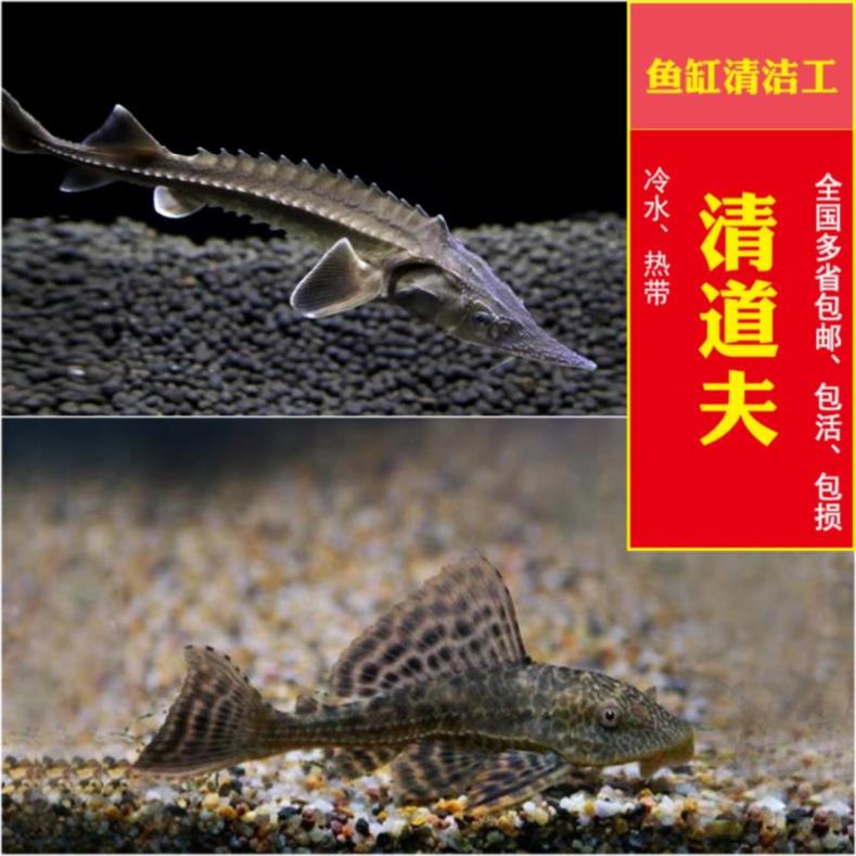 淡水鱼鸭嘴清道夫招财鱼垃圾鱼冷水鱼红白凤尾吃屎鱼除藻清洁鱼除在类目 宠物/宠物食品及用品, 水族世界, 鱼中 - 来自Buy2taobao.com提供专业的淘宝代购服务