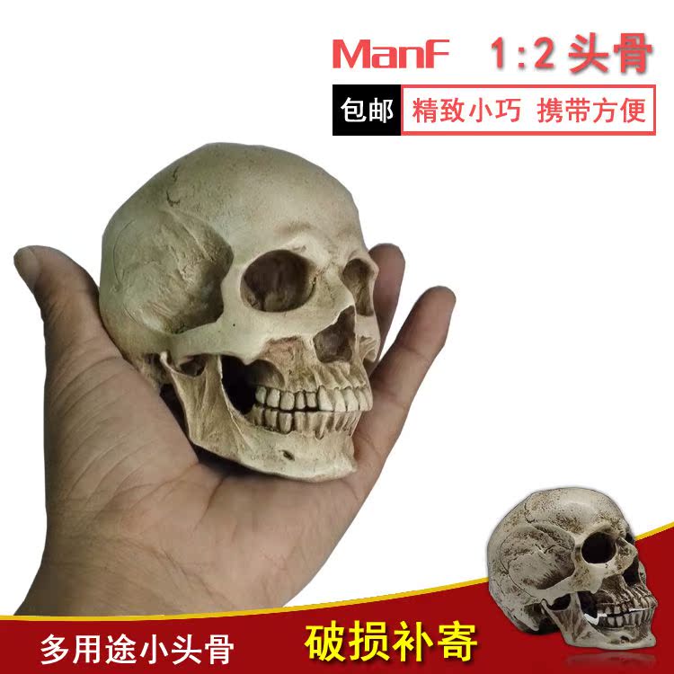 12:Human muscle Skeleton Skull skull painting reference resources Bust anatomy Head Model Fine Artsin the Toy/Childs/Puzzle/Building block/Model , Static model , Other model toys category - from Buy2taobao.com to provide professional Taobao agent buy service