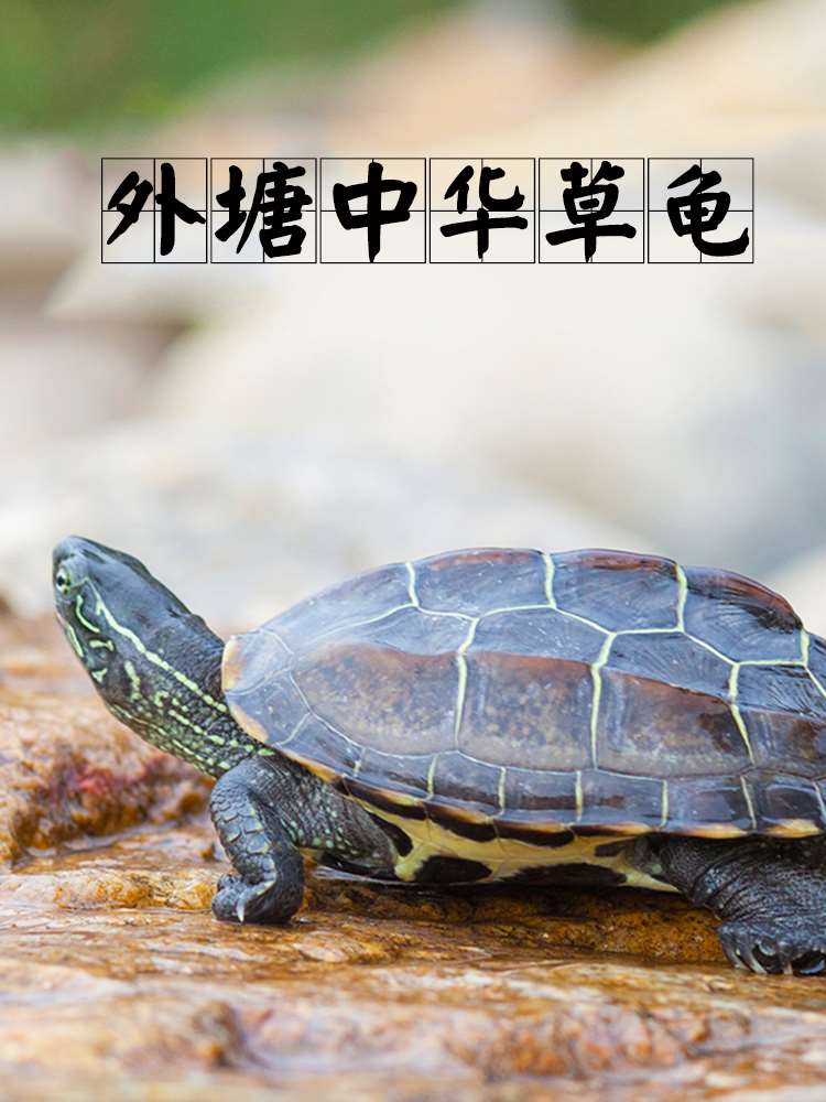 中华草龟 小乌龟活体外塘长寿龟宠物水龟金线龟活物龟墨龟草龟苗|msdalam kategori haiwan peliharaan/makanan haiwan dan bekalan, Aquarium World, penyu/penyu - dari Buy2taobao.com untuk memberikan perkhidmatan ejen Taobao profesional membeli