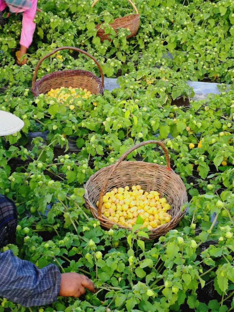 姑娘果 东北黑龙江新鲜水果甜菇娘果黄菇茑灯笼果净重3斤大果在类目 水产肉类/新鲜蔬果/熟食, 新鲜水果, 其它中 - 来自Buy2taobao.com提供专业的淘宝代购服务