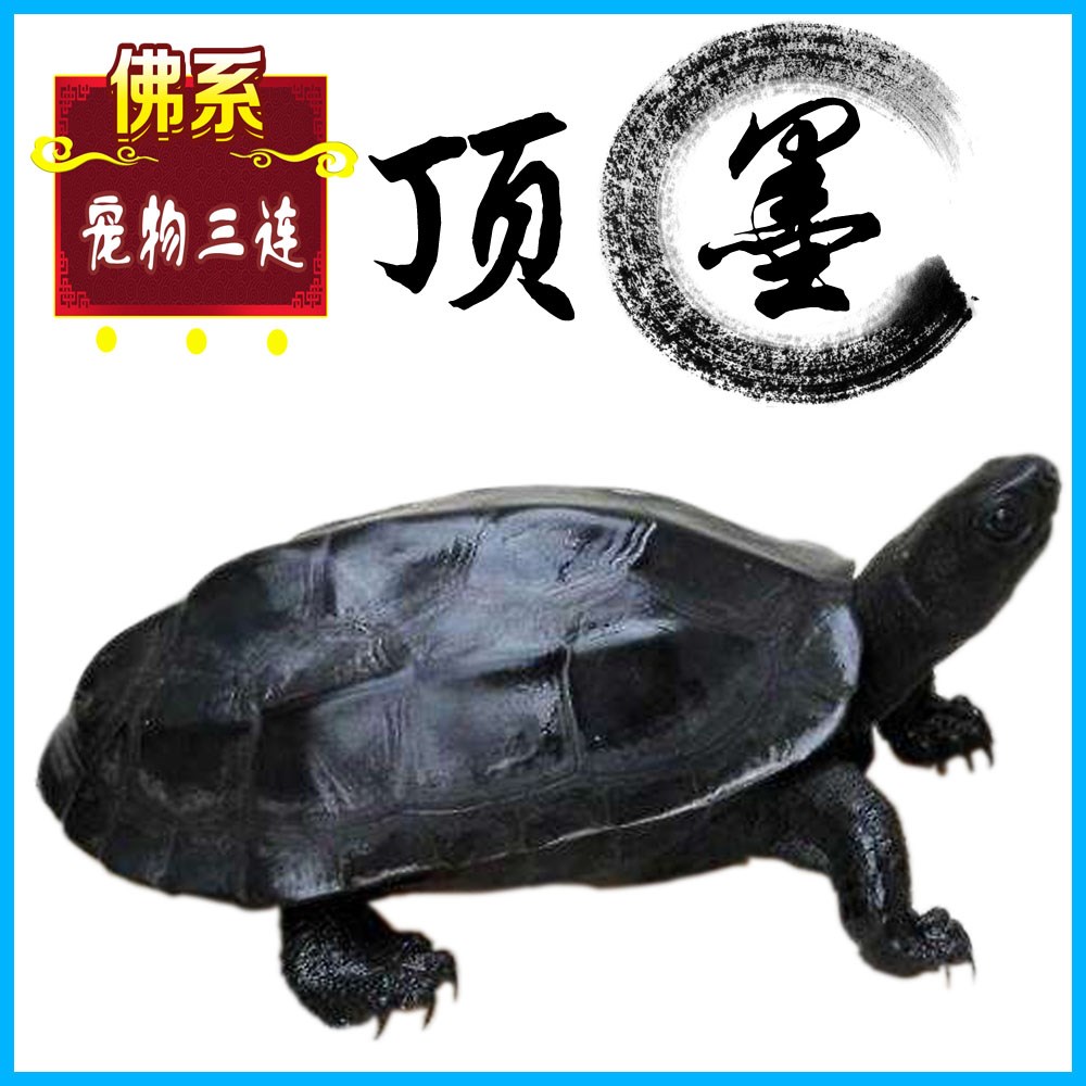 黑腹墨龟苗风水全黑小乌龟外塘中华草龟苗镇宅活体招财长寿顶墨苗|ruв категории животное/Животное питание и принадлежностей, аквариум мира, черепаха/черепаха - от Buy2taobao.com для оказания профессиональной услуги покупки агента Taobao