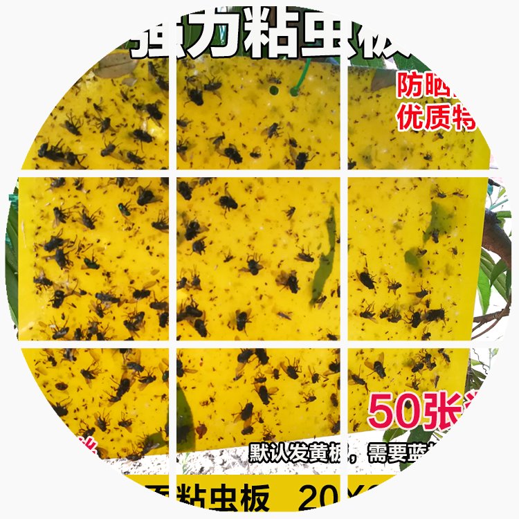双面粘板黄色诱板防水蓝板蔬菜温室大棚小黑飞果实蝇苍蝇包邮|msdalam kategori rumah harian, bekalan deworming, Flypaper - dari Buy2taobao.com untuk memberikan perkhidmatan ejen Taobao profesional membeli