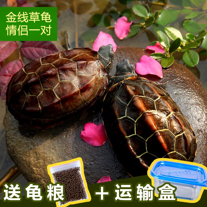 乌龟活体宠物龟草龟外塘金线草龟中华草龟水陆招财龟一只包邮|ruв категории животное/Животное питание и принадлежностей, аквариум мира, черепаха/черепаха - от Buy2taobao.com для оказания профессиональной услуги покупки агента Taobao