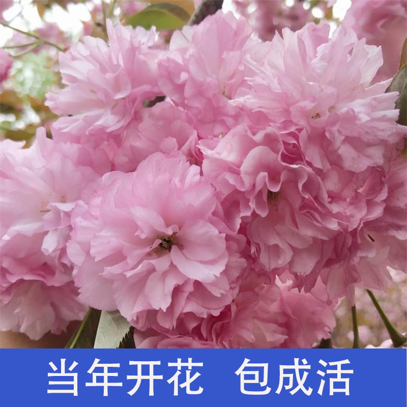 樱花树苗日本樱花当年开花盆栽地栽四季南北方种植庭院绿化工程苗|ruв категории доставка цветов/цветок моделирования/растения садоводства, садовое растение/даосское дерево/фруктовых деревьев, даосское дерево/дерево - от Buy2taobao.com для оказания профессиональной услуги покупки агента Taobao