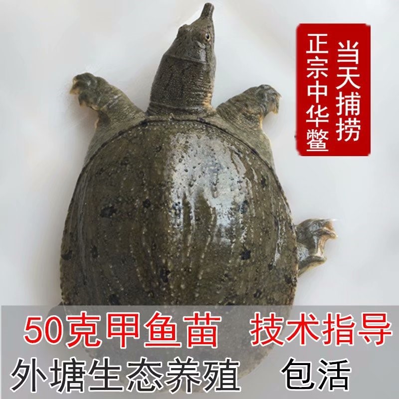 3~1斤甲鱼苗小甲鱼苗王八水鱼苗生态养殖中华鳖龙鱼活体饲料包邮在类目 宠物/宠物食品及用品, 水族世界, 龟/鳖中 - 来自Buy2taobao.com提供专业的淘宝代购服务