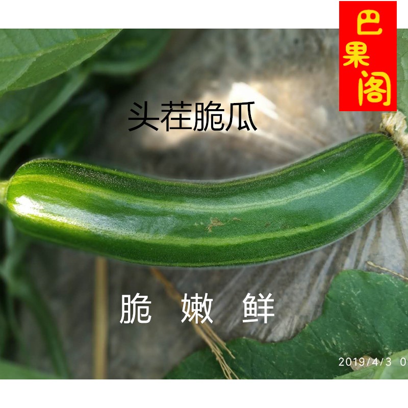 脆瓜菜瓜青皮瓜孕妇水果 新鲜水果 带箱4斤 农家自种植现摘|ruв категории водной мясо/свежие фрукты и овощи/еда, свежие фрукты, другие - от Buy2taobao.com для оказания профессиональной услуги покупки агента Taobao